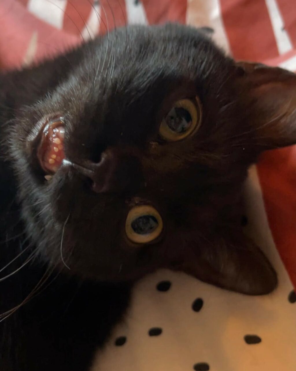 Selvaggia Lucarelli, La scelta del nome è stata più dura che quella per il nome per il Quirinale. Era… su Instagram incanta i suoi fan