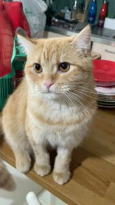 Selvaggia Lucarelli: una vera e propria icona della satira 2.0, dove la penna è più tagliente di una...