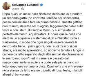 Selvaggia Lucarelli, Cosa è successo dopo l’arrivo del gattino Coraggio qui dalle nostre parti. (GALL… su Instagram delizia i suoi fan