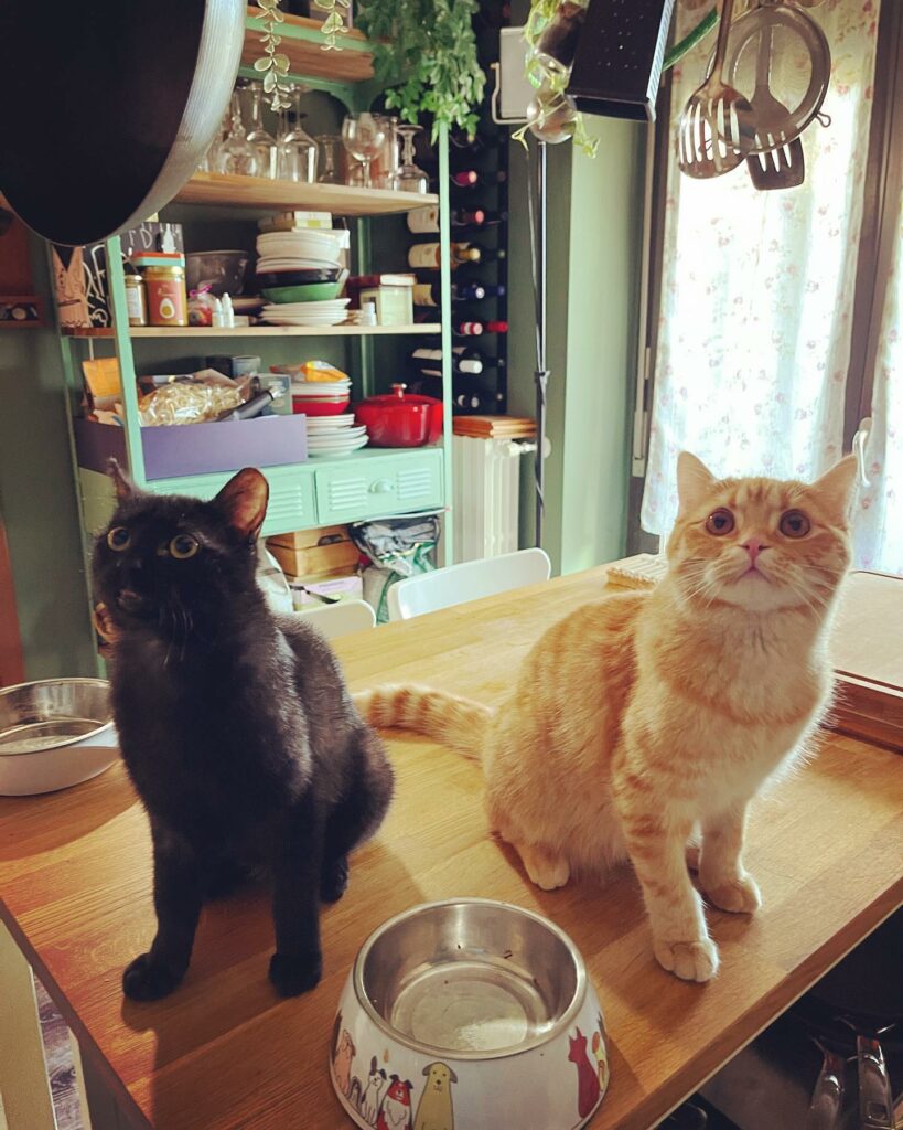 Selvaggia Lucarelli, Oggi è la festa del gatto e tutto quello che ho da dire è che i gatti sono creat… su Instagram delizia i suoi fan