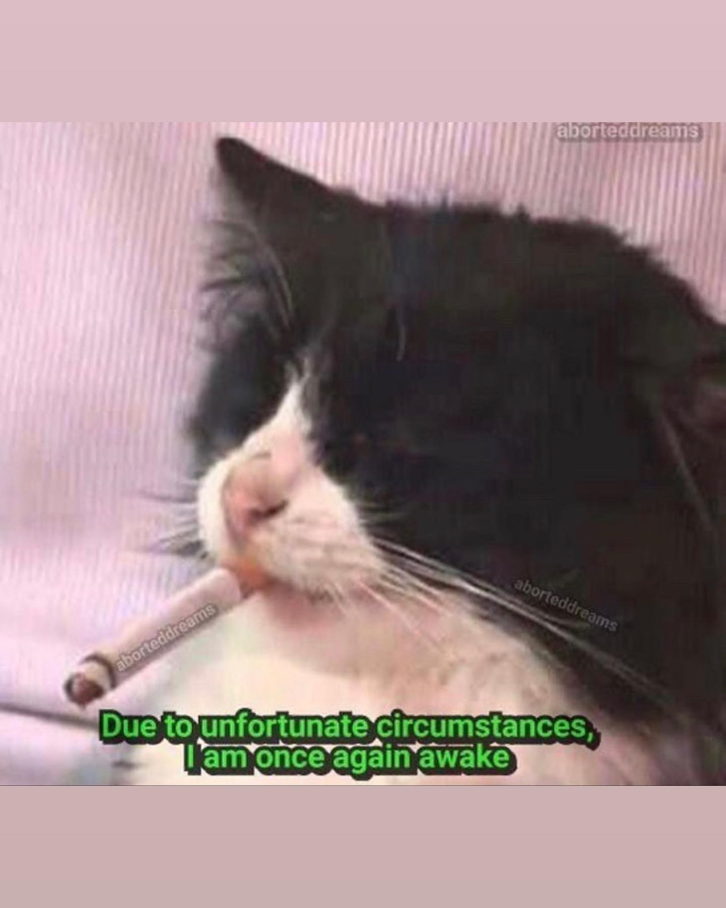 Rose Villan tag someone you hate
pics by devil boy...