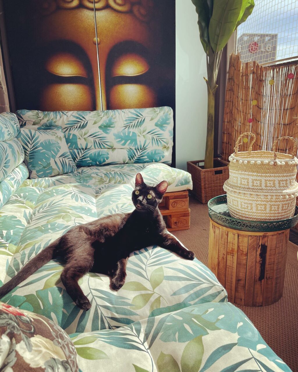 Selvaggia Lucarelli, L’aria aperta gli ricorda la strada, da cui viene, per cui farlo uscire è stato … su Instagram delizia i suoi fan