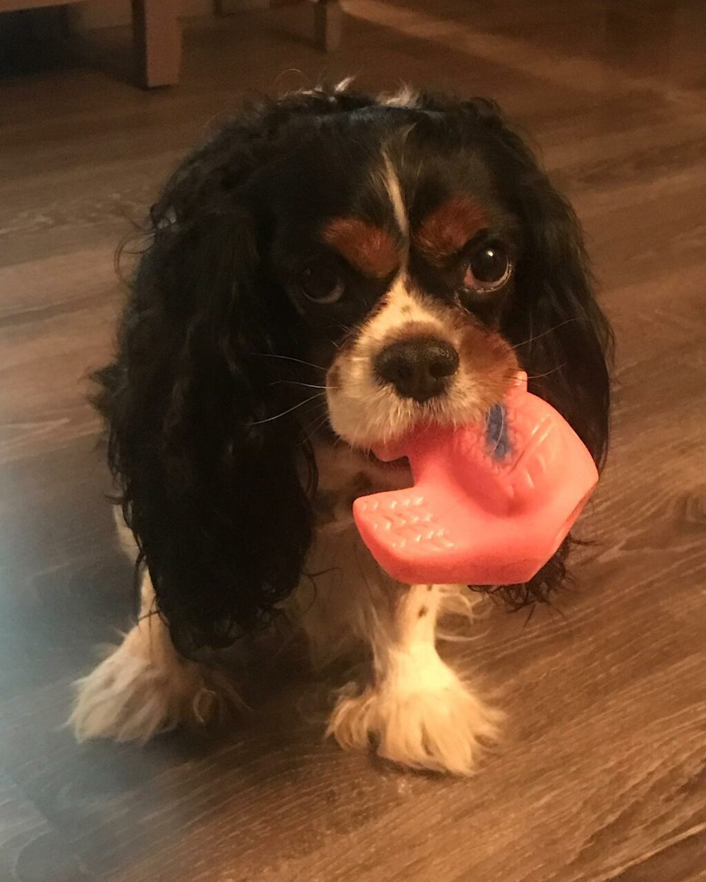 Selvaggia Lucarelli, Sarai in ogni paperella, pan di stelle, pizza margherita che vedrò e per cui and… su Instagram per i suoi fan