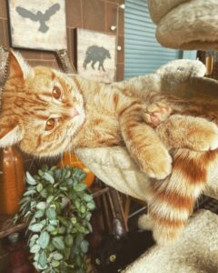 Selvaggia Lucarelli, Like a boss…. su Instagram per i suoi fan