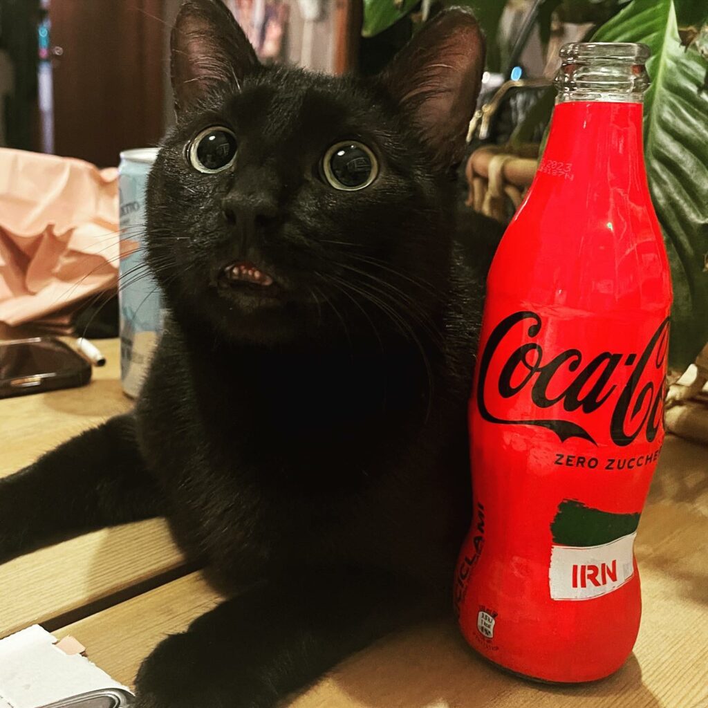 Selvaggia Lucarelli, È evidente che la Coca Cola mi paghi per fotografare la bottiglia con un gatto c… su Instagram per i suoi fan