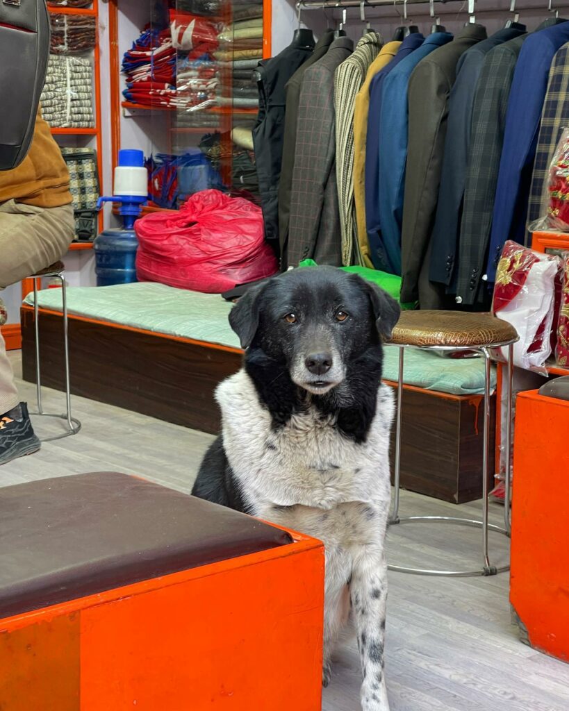 Selvaggia Lucarelli, Il cane in camicia di pelo e spalline naturali nel negozio che vende giacche. E … su Instagram delizia i suoi fan