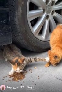 Selvaggia Lucarelli, regina indiscussa del gossip e della polemica, fa la sua entrata trionfale...