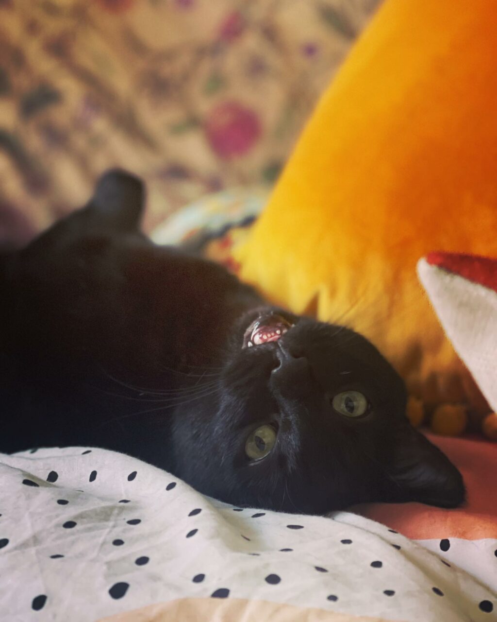 Selvaggia Lucarelli: la regina indiscussa del gossip, dei meme spassosi e delle frecciatine al...