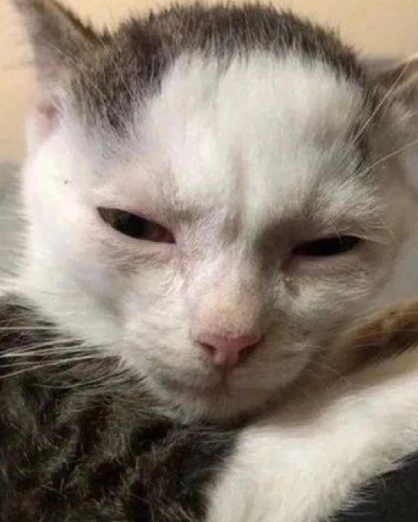 Rose Villan “FANTASMI” con mio fratello è disco d’oro !!! Tvb ammó e grazie a tutti...