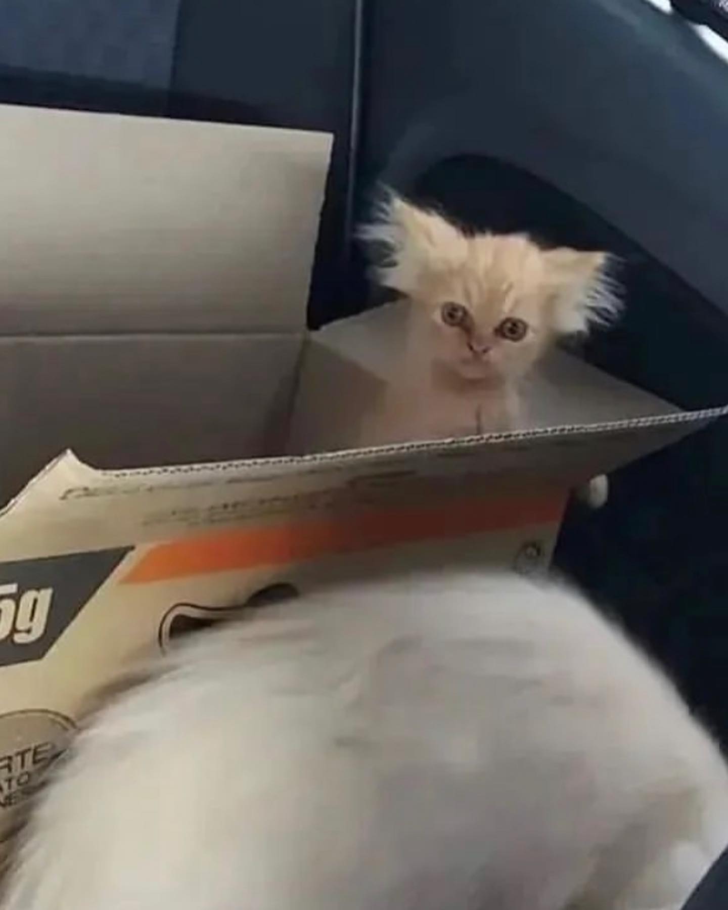 Rose Villan “FANTASMI” con mio fratello è disco d’oro !!! Tvb ammó e grazie a tutti...