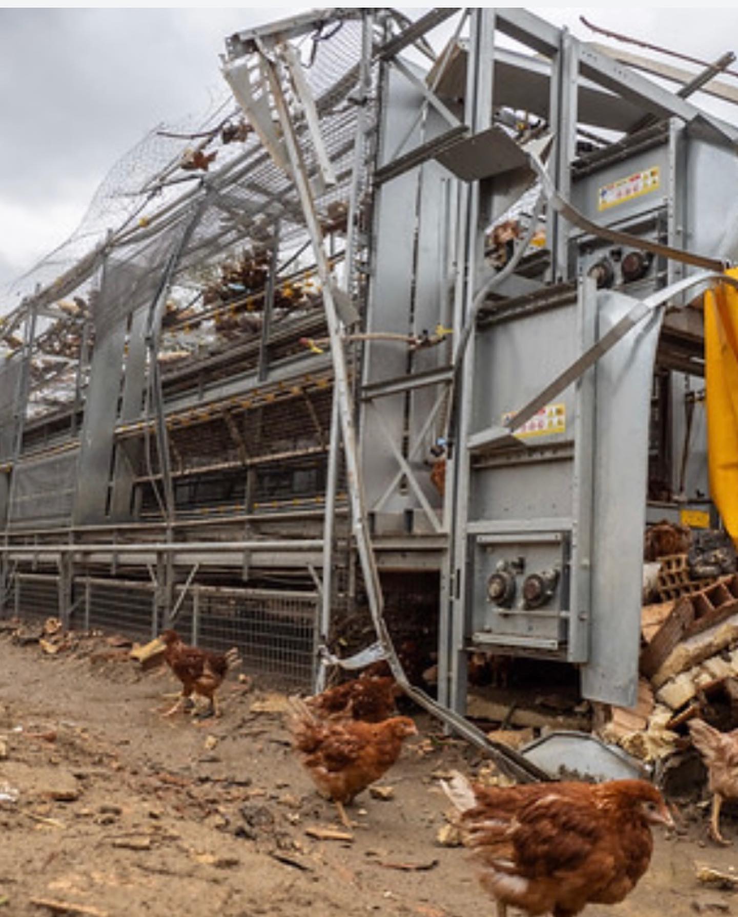 Selvaggia Lucarelli Queste sono immagini girate da e che documentano la morte di migliaia di animal...