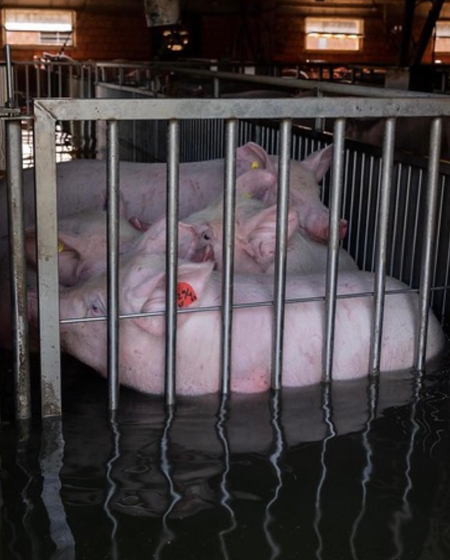 Selvaggia Lucarelli Queste sono immagini girate da e che documentano la morte di migliaia di animal...