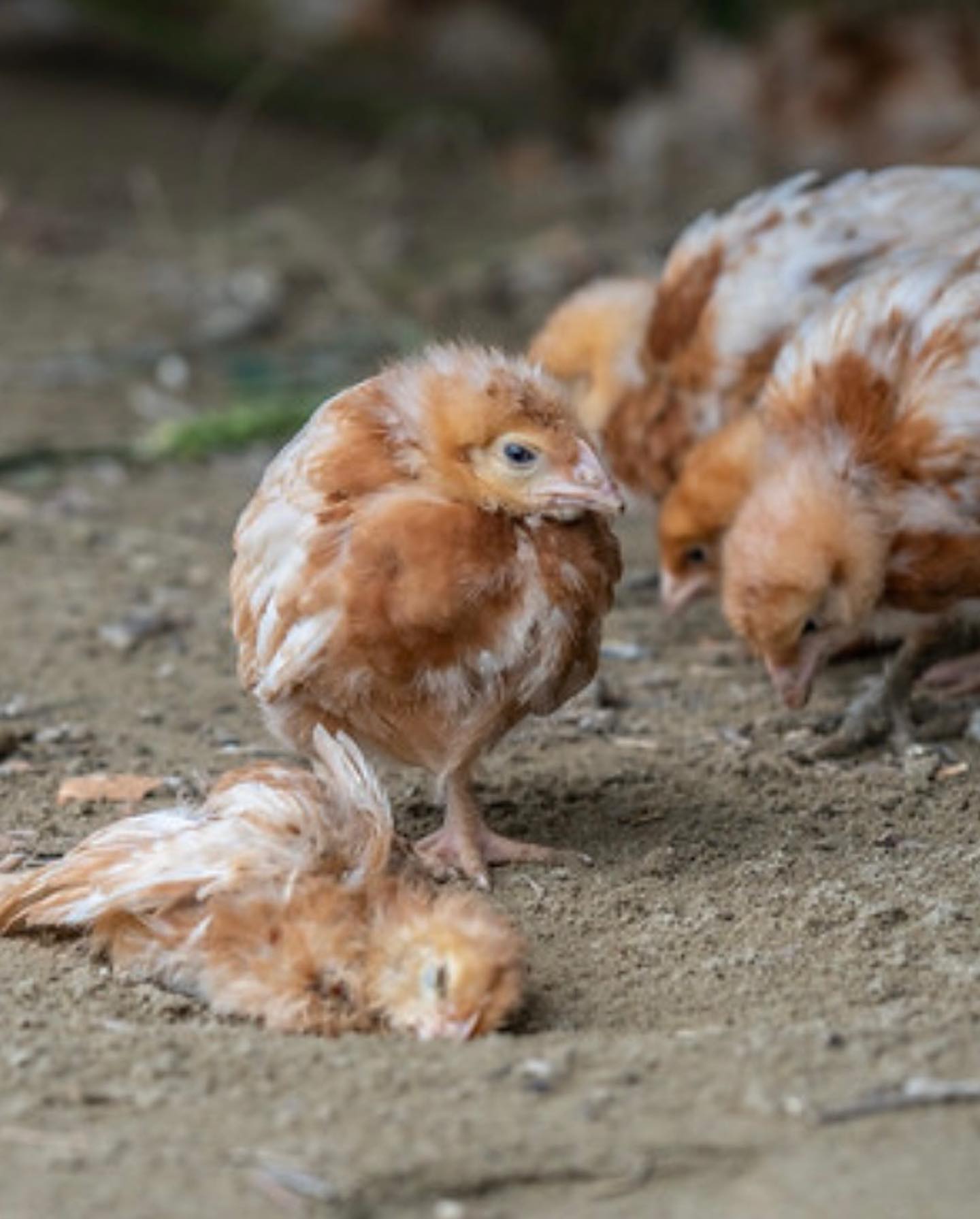 Selvaggia Lucarelli Queste sono immagini girate da e che documentano la morte di migliaia di animal...