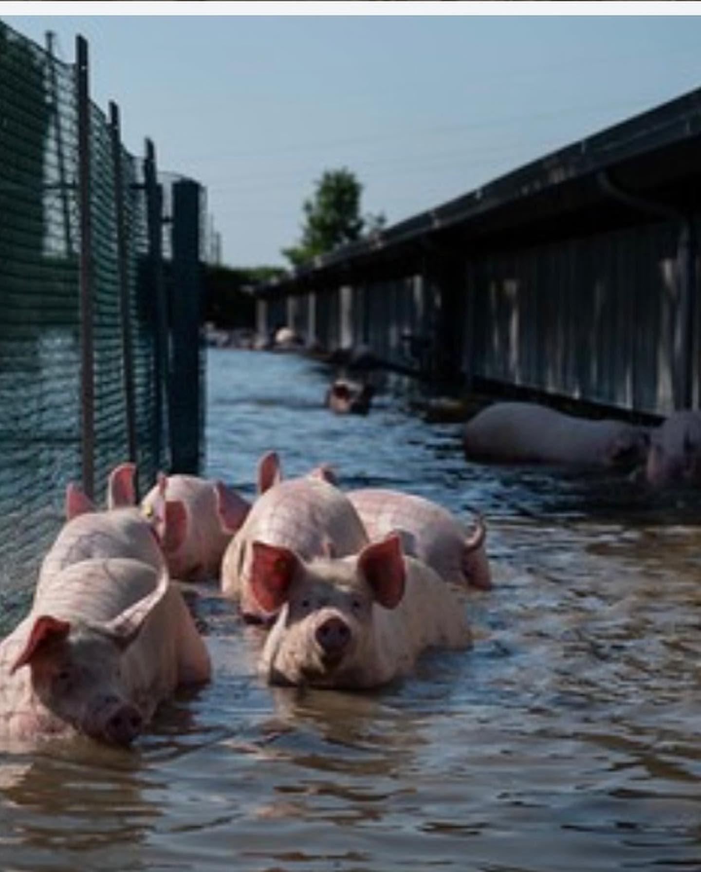 Selvaggia Lucarelli Queste sono immagini girate da e che documentano la morte di migliaia di animal...