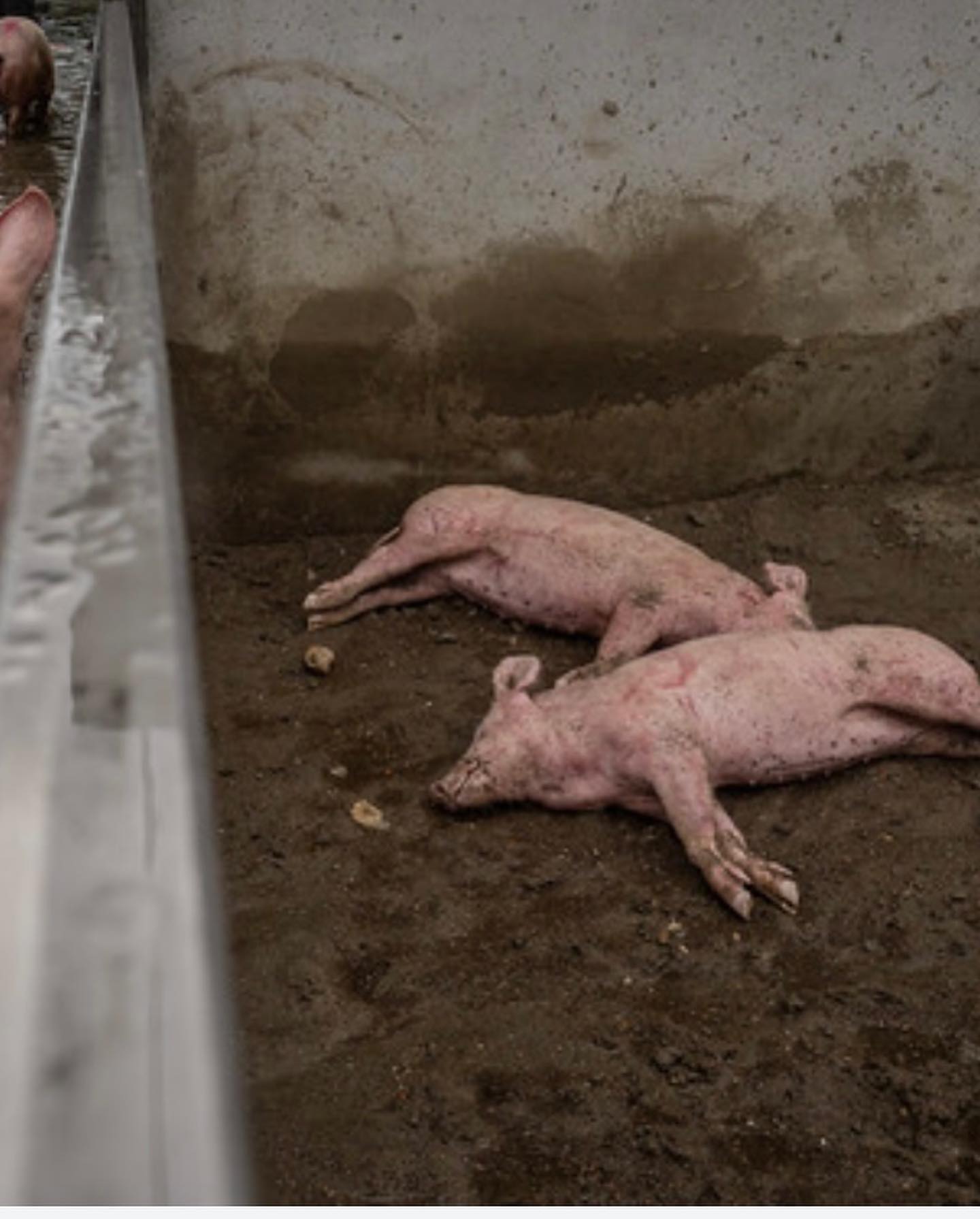 Selvaggia Lucarelli Queste sono immagini girate da e che documentano la morte di migliaia di animal...