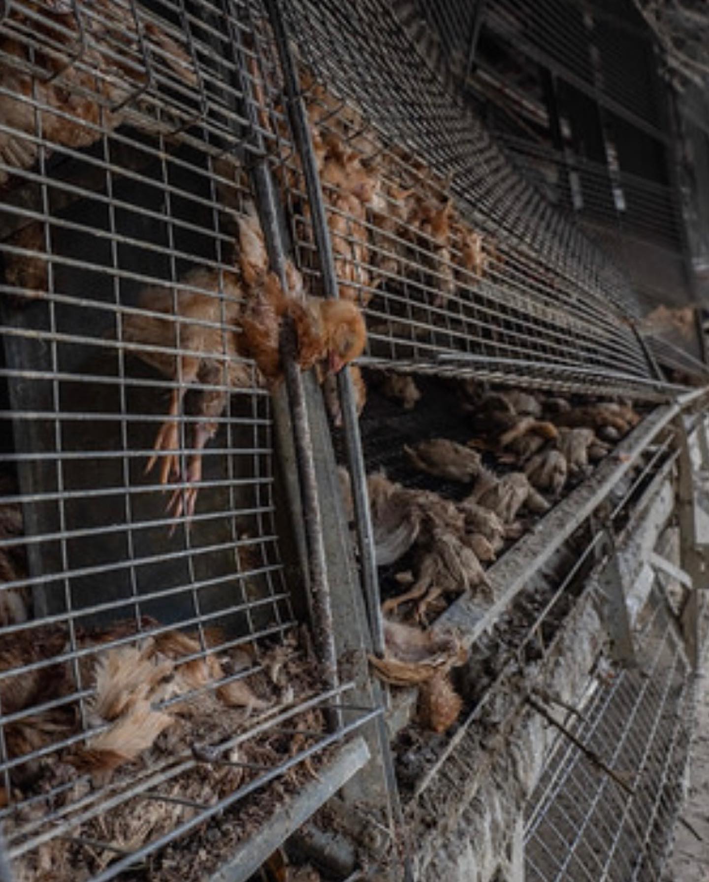 Selvaggia Lucarelli Queste sono immagini girate da e che documentano la morte di migliaia di animal...