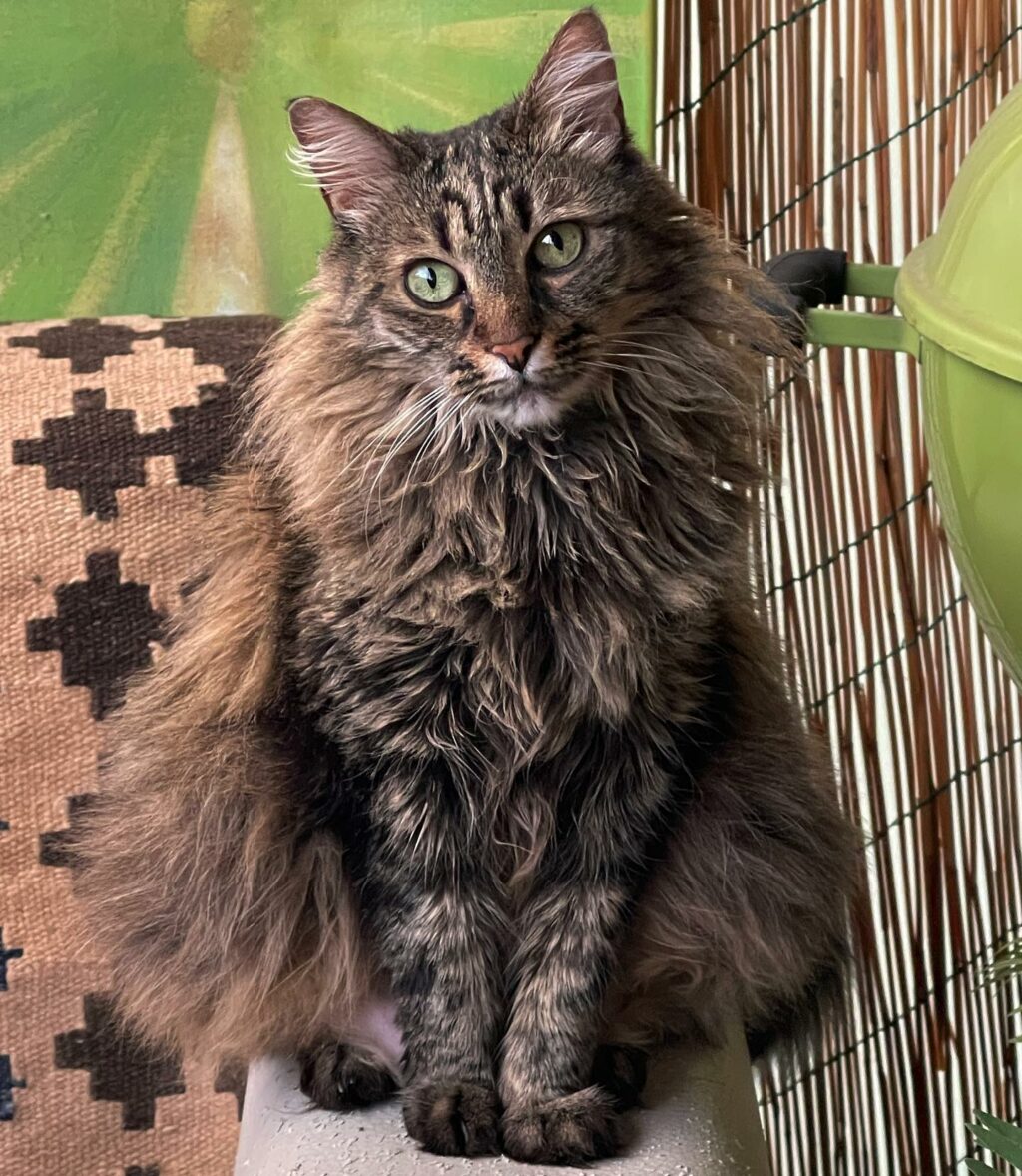 Selvaggia Lucarelli è come un uragano: travolgente, imprevedibile e sempre pronta a lasciare il...