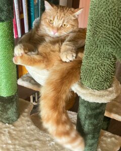 Selvaggia Lucarelli, la regina indiscussa della cronaca rosa italiana, con il suo stile unico e...