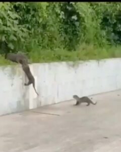 Selvaggia Lucarelli, La sinistra riparta dalle lontre…. su Instagram per i suoi fan