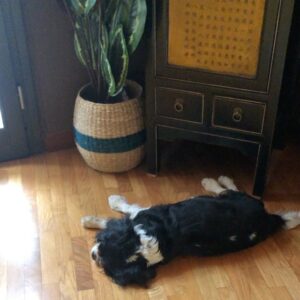 Selvaggia Lucarelli, La delicatezza con cui russa Godzilla…. su Instagram incanta i suoi fan