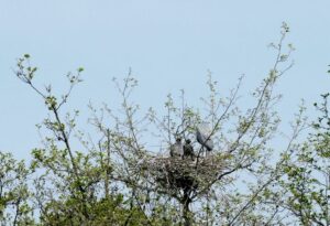 La Corte UE boccia Malta sulla deroga per la cattura di uccelli
