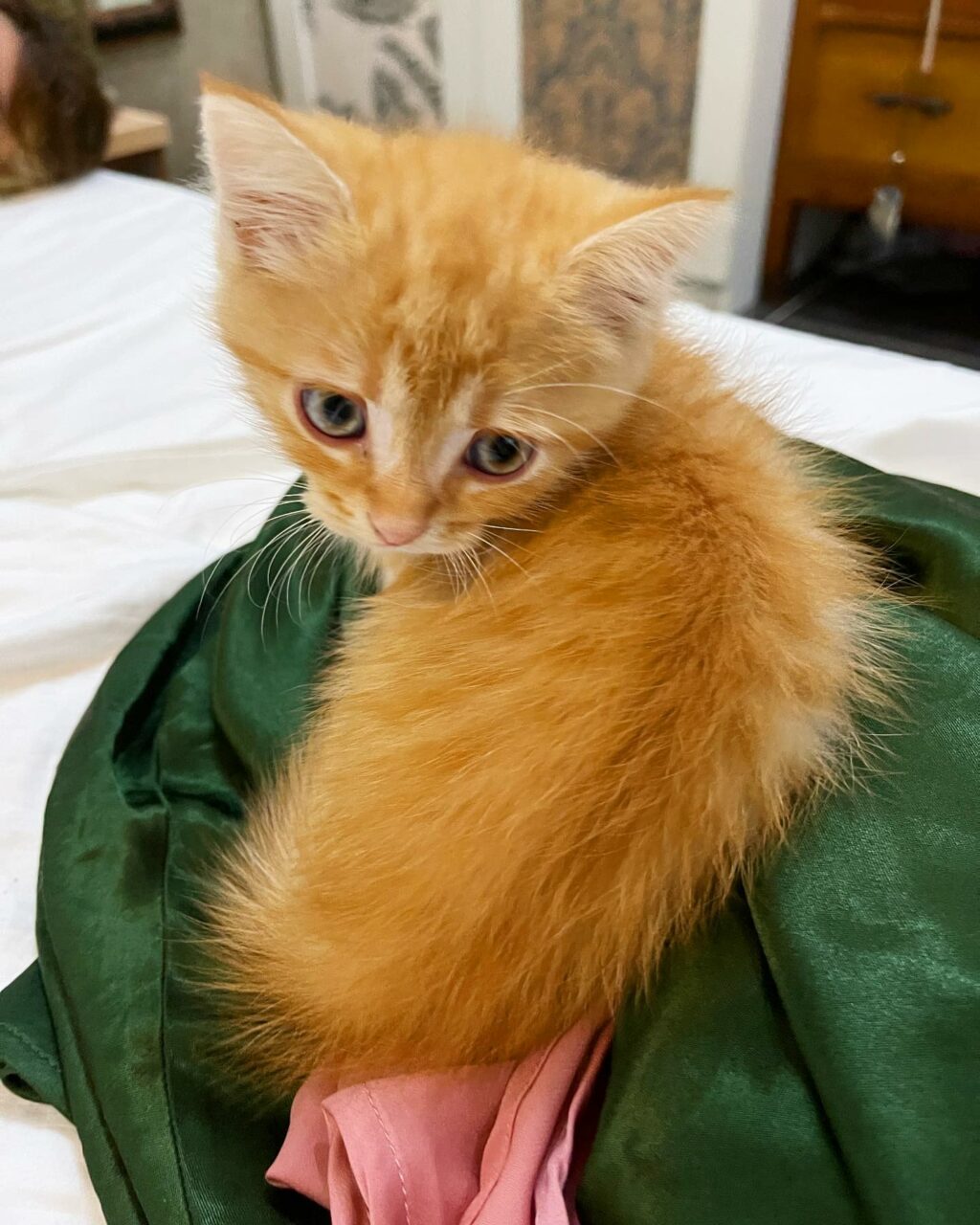 Selvaggia Lucarelli, Ciao a tutti, mi chiamo Evangelion, sono un gatto siculo che presto migrerà al n… su Instagram delizia i suoi fan