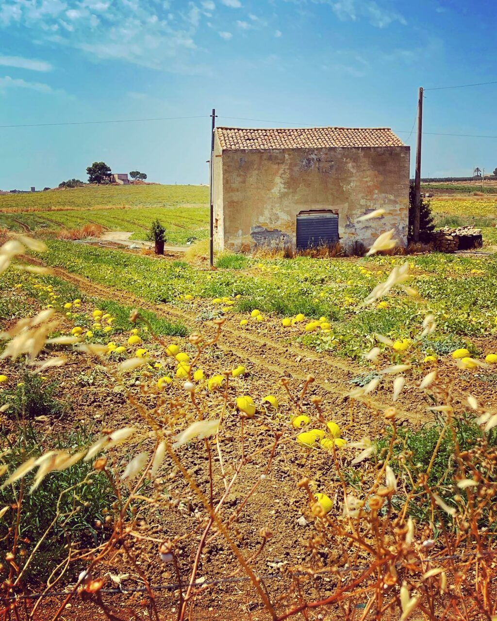 Selvaggia Lucarelli, I meloni di… su Instagram per i suoi fan
