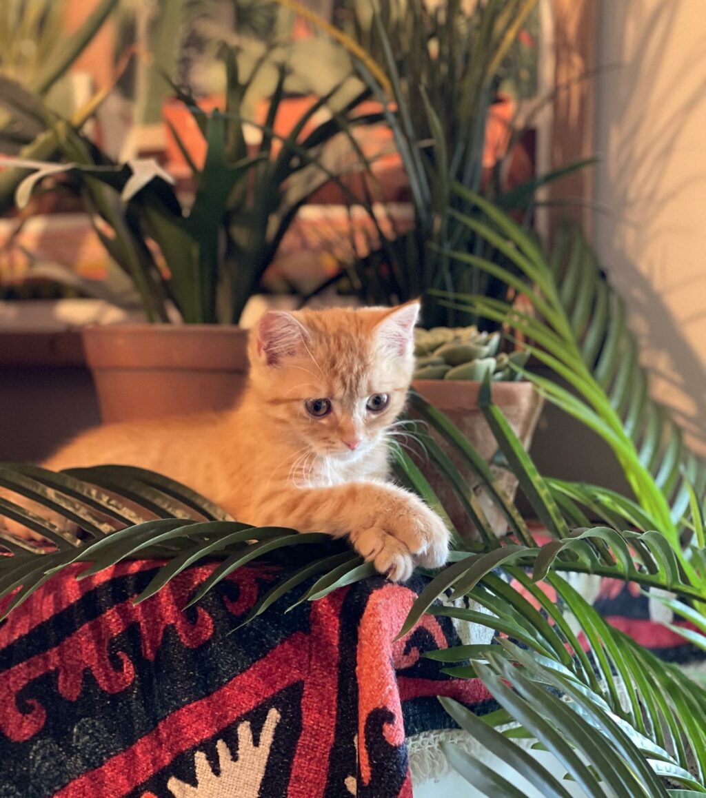 Selvaggia Lucarelli, la regina indiscussa della cronaca rosa e del gossip, ha saputo conquistare il...