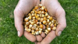 Biodiversità e sicurezza alimentare a rischio: Il pericolo della privatizzazione dei semi mediante brevetti