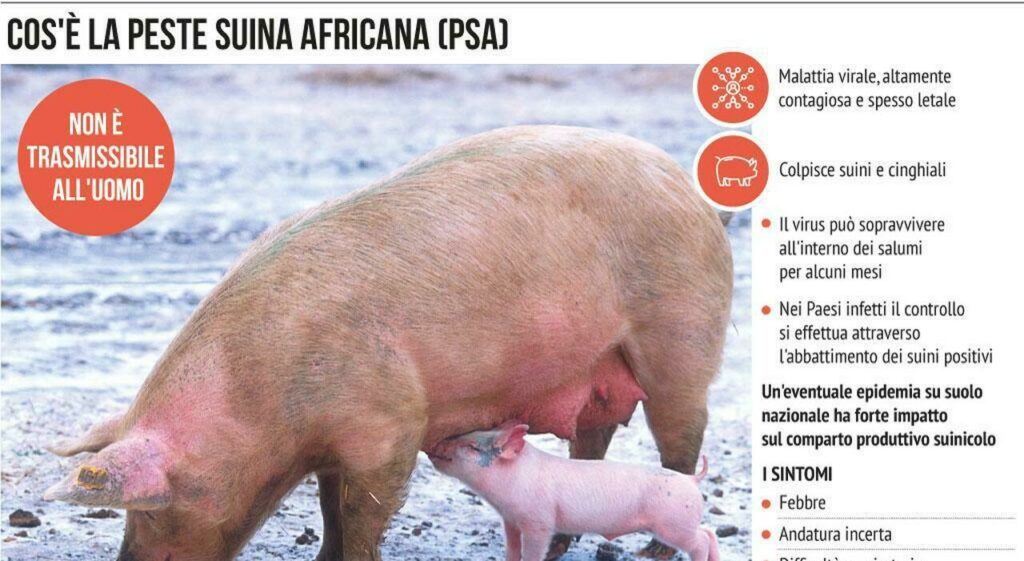 La Peste suina africana continua a diffondersi in Italia, con 18 focolai in Lombardia, 5 in Piemonte...