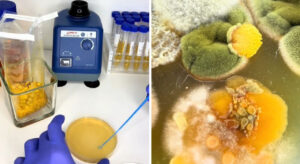 La regola dei 5 secondi, nota a tutte le generazioni, è un'antica pratica che giustifica il consumo...