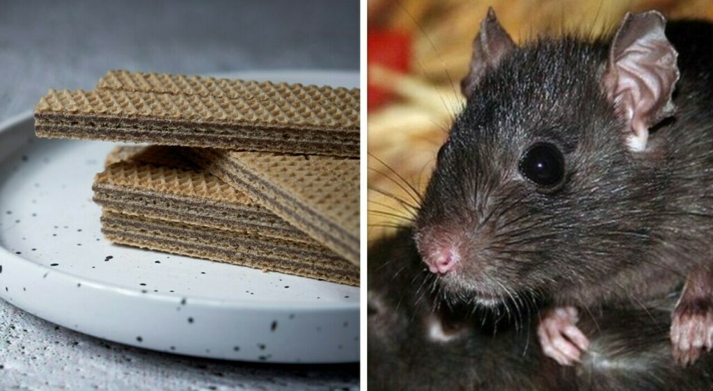 Una coppia ha fatto una macabra scoperta mentre mangiava wafer: pezzi di topo all'interno della...