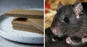 Una coppia ha fatto una macabra scoperta mentre mangiava wafer: pezzi di topo all'interno della...