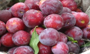 Combatte la stitichezza con le prugne: scopri i motivi per cui dovresti includerle nella tua dieta