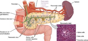 La malattia di Eleonora Giorgi: tumore al pancreas – Che cos’è?