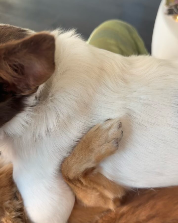 Elisabetta Canalis Halloween , Treats, encounters, strange things and a lot of fun ! >>> last weeke…” /><br />Elisabetta Canalis Fan: Sguardo rapito di fronte alla bellezza della natura.</p><p></a></p><h2>Dai lettori</p><h2/>
Ultimo weekend di Halloween, ho deciso di passarlo alla grande con la mia amata regina Elisabetta Canalis. Ci siamo immersi nel clima spettrale della notte delle streghe, tra dolcetti, incontri e strane cose. Ma non è stata solo una festa, è stata un’esperienza indimenticabile!</p><p>Abbiamo fatto Treats divini, incontrato persone straordinarie e visto cose davvero strane (tipo un cagnolino vestito da vampiro, molto buffo!). Ma la cosa più divertente è stata senza dubbio la presenza di Elisabetta, che ha reso tutto ancora più magico con il suo sorriso radioso e la sua simpatia contagiosa.</p><p>Grazie alla mia regina del Halloween preferita, ho vissuto una serata da brivido piena di divertimento e allegria. Con Elisabetta al mio fianco, non c’è niente di cui aver paura. Trick or treat, andiamo avanti con la festa!???</p><p>Tutte le curiosità su Elisabetta Canalis nella nostra sezione dedicata ai <a href=