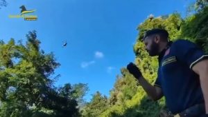 Tre piantagioni di marijuana scoperte nel Lametino: presentata denuncia