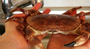 Il prezzo record di 9.200 euro per una polpa delicata e dall’alto valore nutrizionale