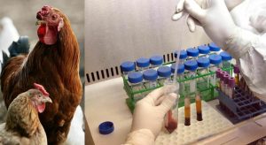 Presentava sintomi respiratori, ma non era stato a contatto con volatili