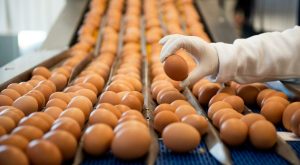 Il richiamo volontario di uova per possibili contaminazioni da salmonella solleva preoccupazioni...