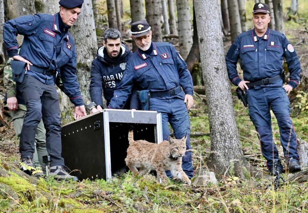 I Carabinieri Forestali del Raggruppamento Biodiversità, insieme al Raggruppamento Carabinieri CITES...