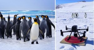 ENEa utilizza il supercalcolo per censire i pinguini in Antartide