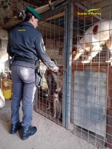 Denunciato individuato canile clandestino nel Veronese: cani ora in sicurezza