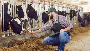 Perché gli inglesi sprecano il latte con Bovaer?