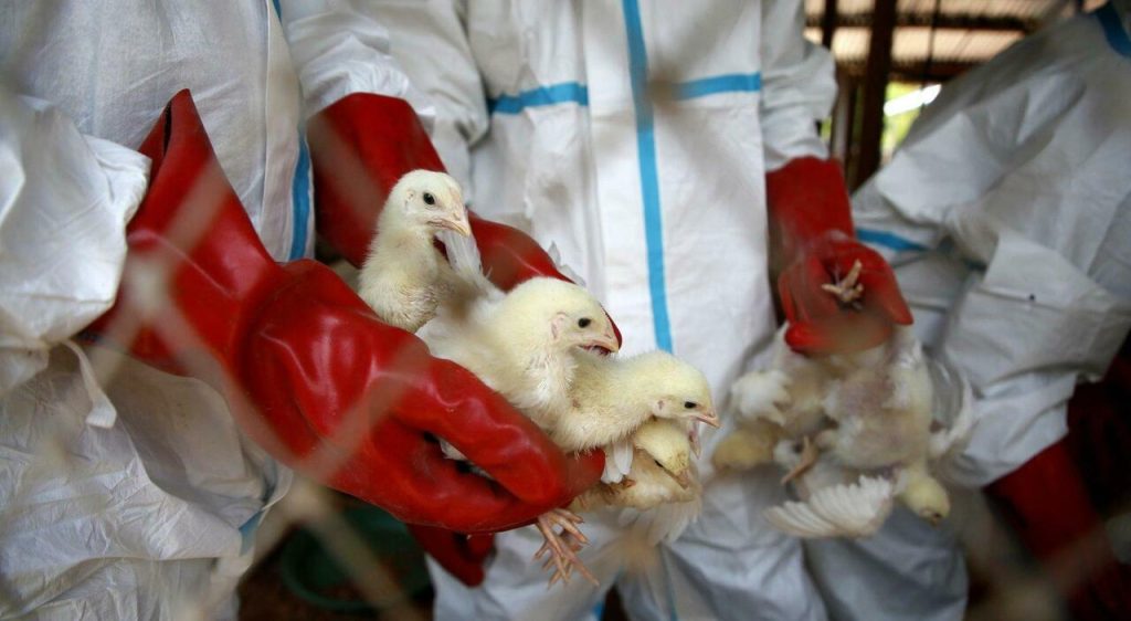 Aviaria: la possibilità di trasmettersi all’uomo con una sola mutazione preoccupa gli scienziati