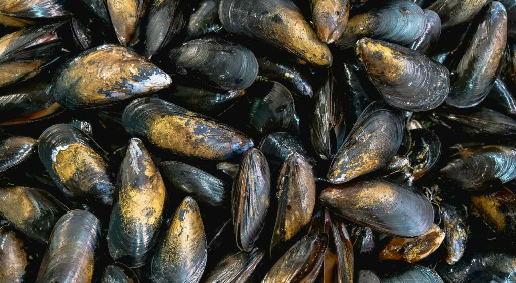 Avviso: Evitare il consumo delle cozze allevate in Sardegna con presenza di Escherichia coli