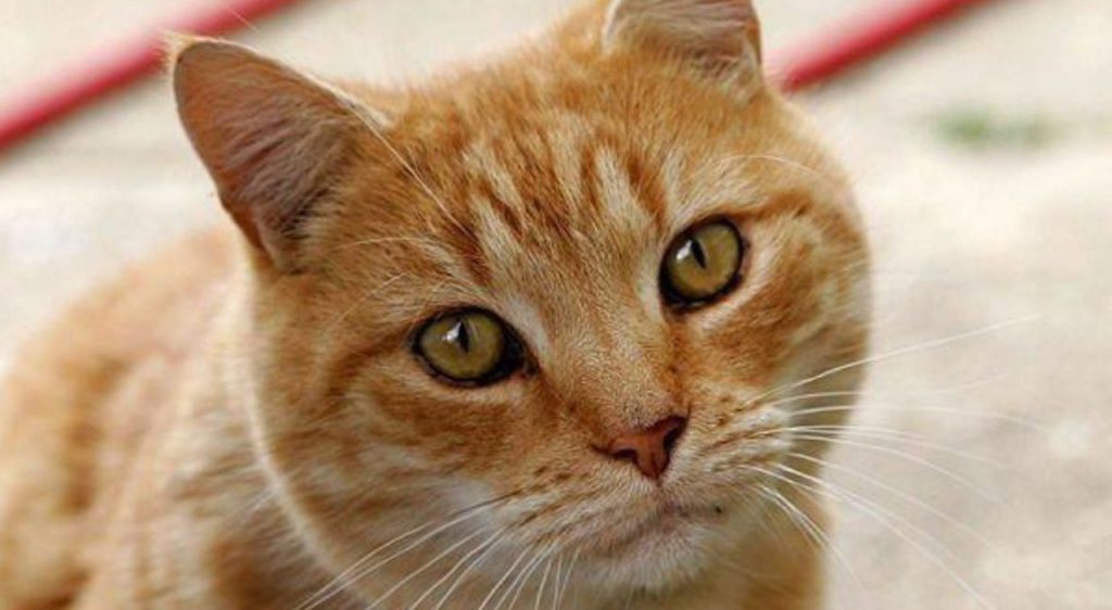 Rilevato virus dell’aviaria nel prodotto a base di tacchino: ritirato il lotto