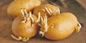 Attenzione: si possono mangiare le patate germogliate, ma ecco perché bisogna fare attenzione