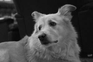 Come diventare un addestratore di cani