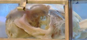 Il mio primo piatto cucinato: Armando